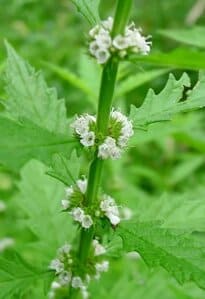 hierbas medicinales