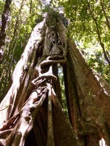Rundreise mit Kind in Costa Rica - Urwald, Monteverde Urwaldriesen in Monteverde, Costa Rica