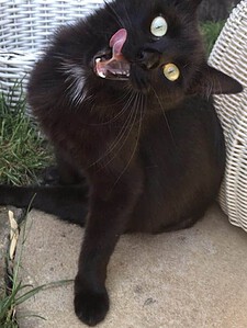 Mukka