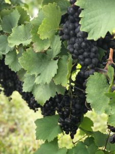 Blaufrankish Wine and Grape Variety Information | Winetraveler.com
