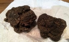 tartufo nero pregiato