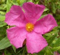 Zistrose