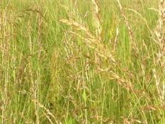 false oat grass