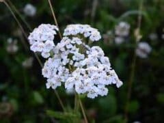 yarrow