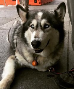 Canine Healer, Zeus