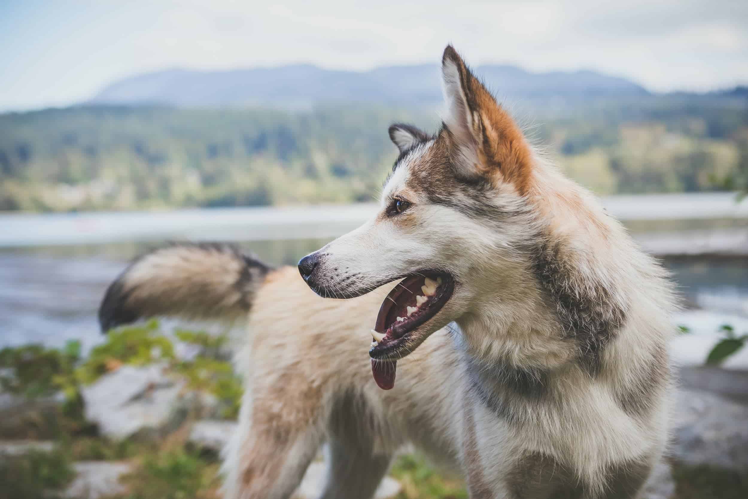 Husky panting heavily.