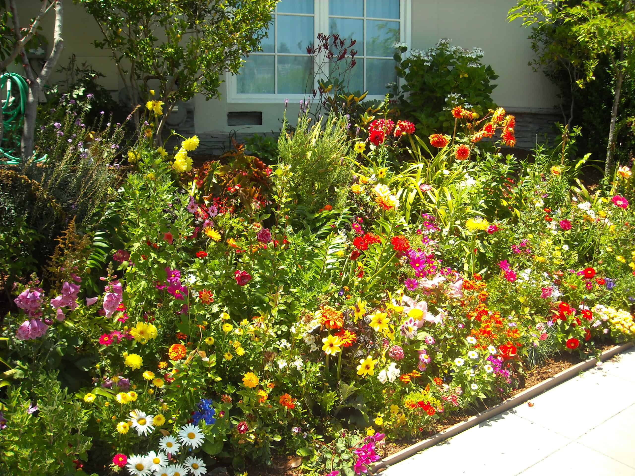 beautiful flower garden