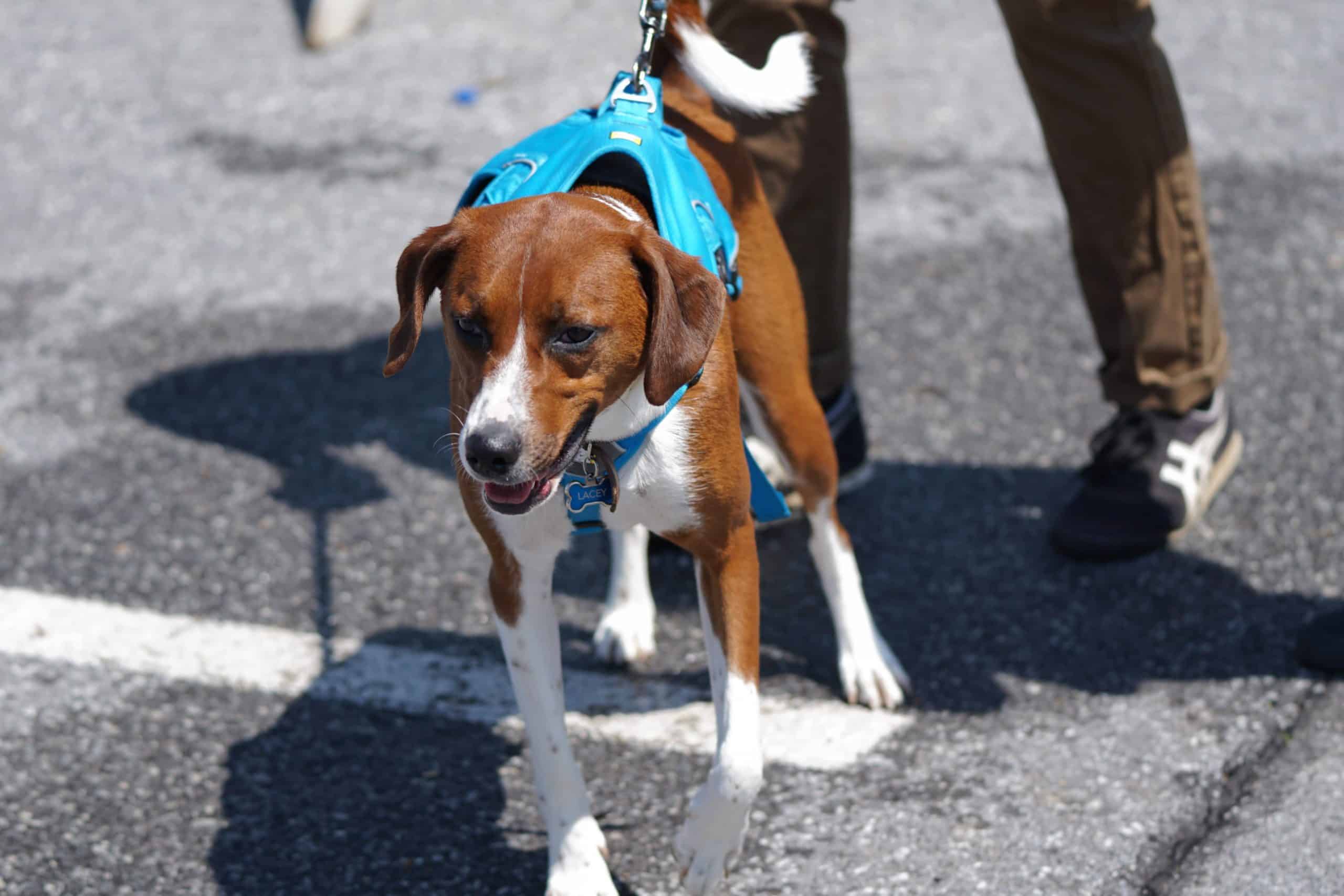 Dog with a blue back clip harness pulling on the leash.