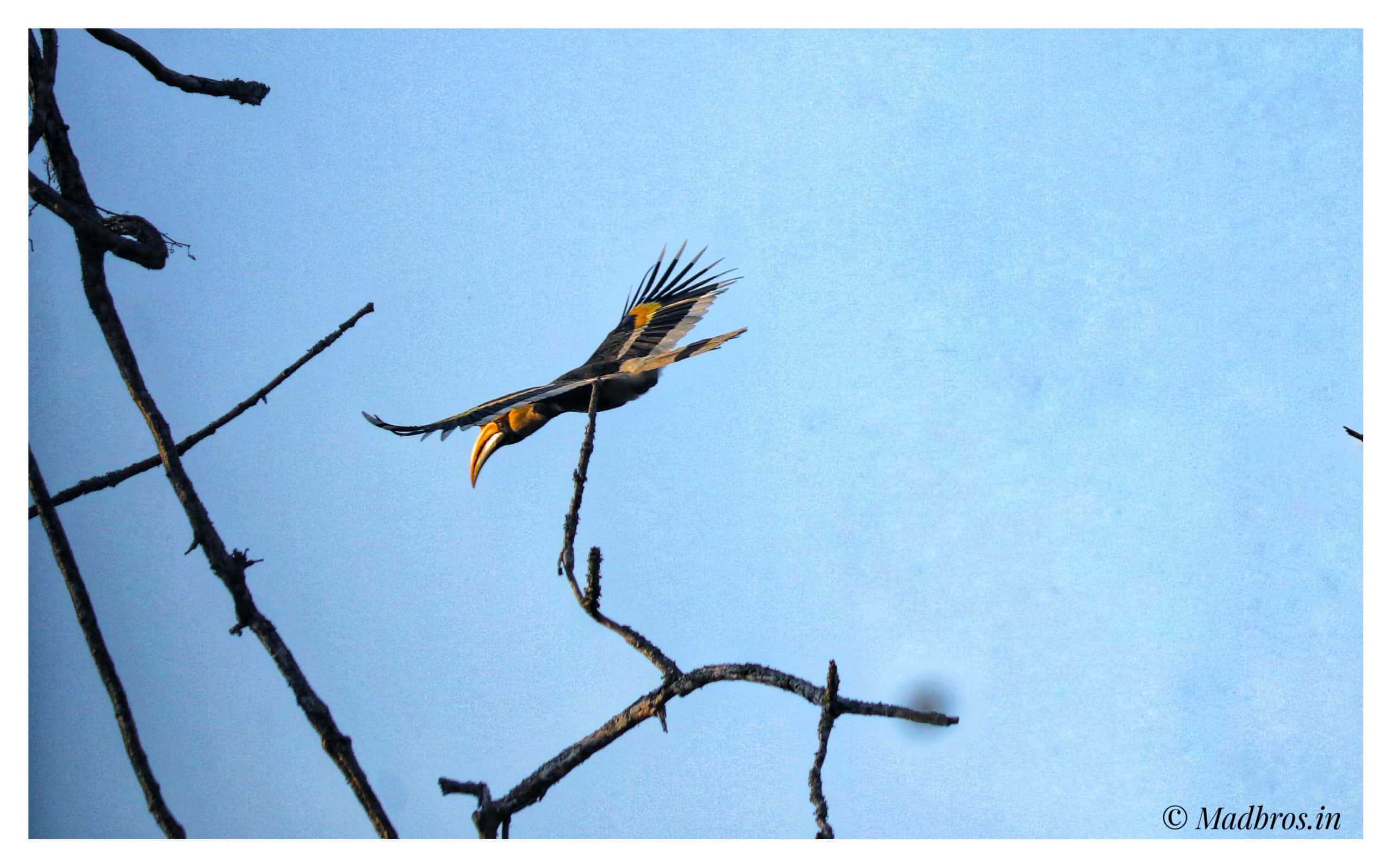 great Indian hornbill