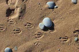 Whose footprints are these? May bank holiday challenge Whose footprints are these? May bank holiday challenge