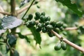 grãos de café verde