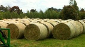 Lucerne hay bales at Aorangi, Fern Hill, Victoria.