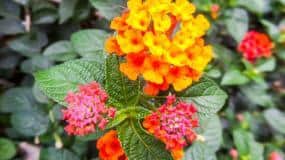 Lantana is a noxious weed currently covering more than 4 million ha of Australia's east coast.