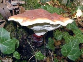 Reishi (Ganoderma lucidum)