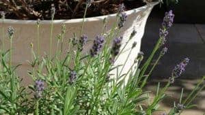 Blumen / Blüher: Lavendel - ein Blumenmeer auf Terrasse o. Balkon Blumen / Blüher: Lavendel - ein Blumenmeer auf Terrasse o. Balkon