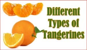 Types of Tangerines