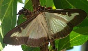 Buchsbaumzünsler Falter Buchsbaumzünsler Falter