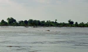 Irrawaddy dolphin breathing air in Kampi