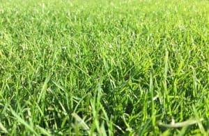 Lawn Turf Supplies and Delivery in Doncaster