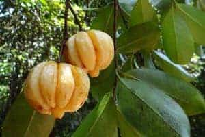 garcinia cambogia 342760 640 300x200