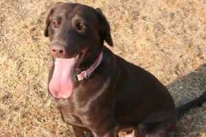 chocolate_lab_smiling-2 Chocoalte labrador retriever