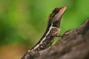 reptile show insurance