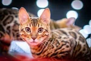 Do Savannah Cats Eat Raw Meat Feeding Guide And Tips Faqcats Com