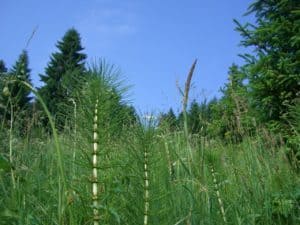 Mit Ackerschachtehalm Pflanzen biologische Schädlingsbekämpfung Mit Ackerschachtehalm Pflanzen biologische Schädlingsbekämpfung