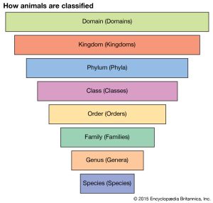 animal classifications and taxonomy chart