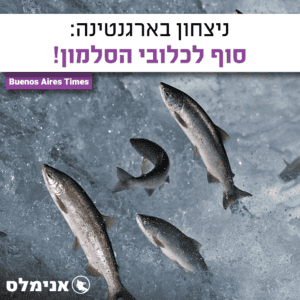 ארגנטינה אומרת לא לכלובי הסלמון ארגנטינה אומרת לא לכלובי הסלמון