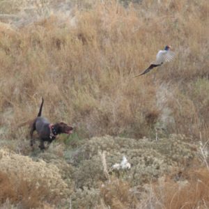 sierra_valley_labs_labrador_retriever_madera_northern_california_pheasant_hunting fresno northern California Labrador Retriever hunting flushing pheasants