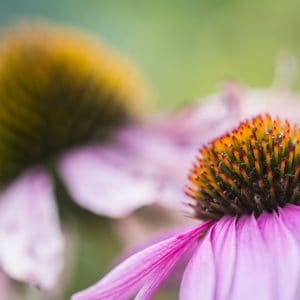 coneflower Coneflower in full blom.