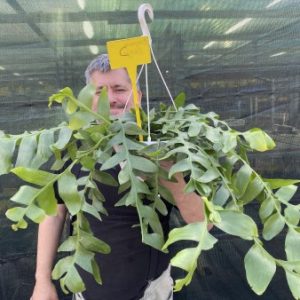 AAAG Large plant of Marniera (Epiphyllum) crysocardium C  (EU only)