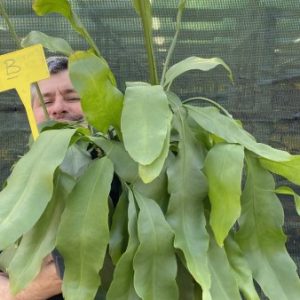 AAAH: Large plant of Epiphyllum oxypetalum A (EU only)