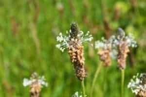 Adelgras gegen » Bronchitis » Kopfschmerzen » Durchfall | Agoro Erfahre mehr über die heilende Wirkung von Adelgras. Die Heilpflanze eignet sich vor allem zur Behandlung von Bronchitis, Kopfschmerzen und Durchfall. © paulst15