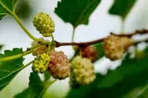 Mûrier blanc