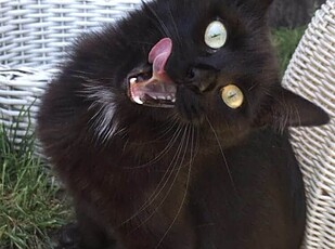 Kitty