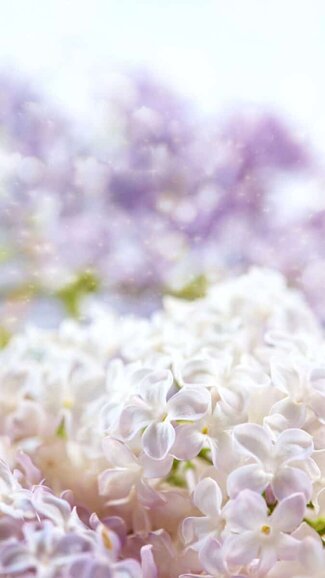 flower wallpapers free download