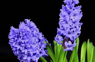 hyacinths after christmas