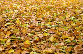 how to clear up leaves and borders in autumn