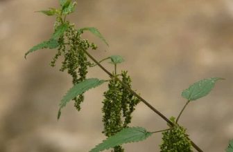 how to kill weeds and the best weed killer to use