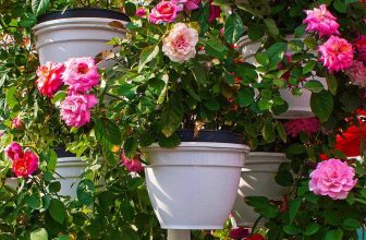 can i grow a rose in a pot