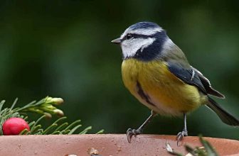 bird feed for small birds only uk