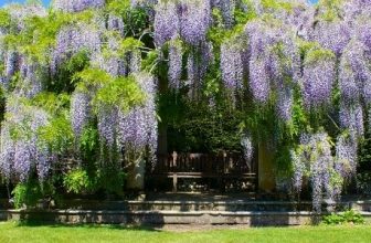 which month should i prune wisteria