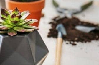 tiny planters for succulents