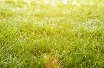best weedkiller for artificial grass