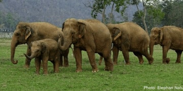 The elephant nature park in thailand is more than a zoo