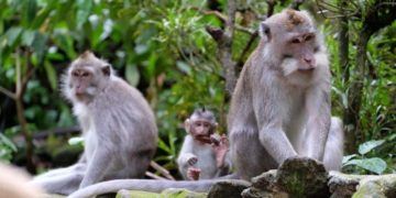 Ubud monkey forest in bali