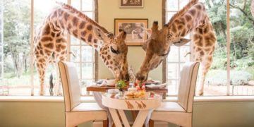 Breakfast with giraffes in kenya should be on every child's bucket list