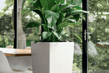 Office Plant Display Rental & Maintenance